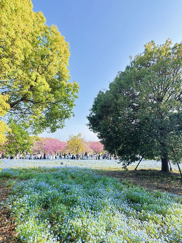 【東京】いま絶対に行きたい!!ネモフィラと桜のコラボ絶景