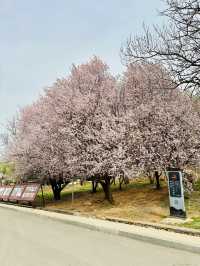 Secret Sakura of Shaolin: A Pilgrimage for the Discerning Flower Lover