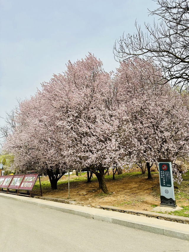 Secret Sakura of Shaolin: A Pilgrimage for the Discerning Flower Lover