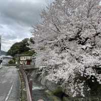 🇯🇵【熊野古道】紀伊路　世界遺産🌎
