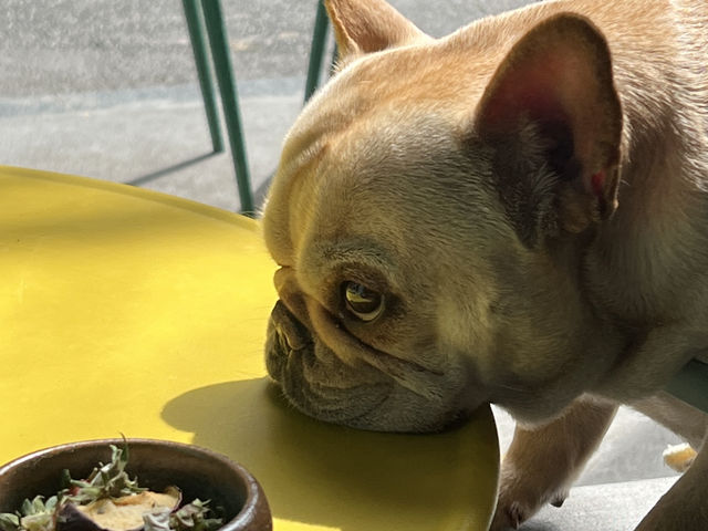 청두 나폴리 피자 맛집! & Bar