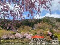 尾勝寺-櫻花與達摩不倒翁，大阪近郊賞櫻。