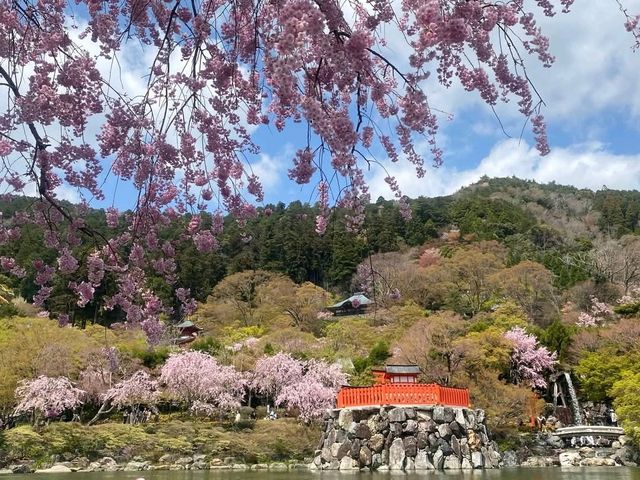 尾勝寺-櫻花與達摩不倒翁，大阪近郊賞櫻。