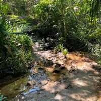 Taman Tugu Forest Trail 