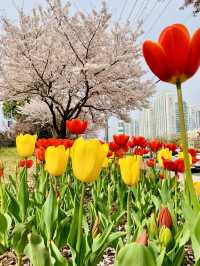 Spring Serenity in Busan: A Dreamy Sakura Escape Along Nakdong River!