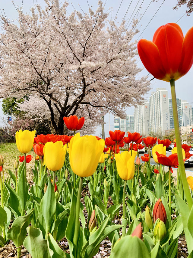 Spring Serenity in Busan: A Dreamy Sakura Escape Along Nakdong River!
