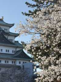 Evening cherry blossom in Nagoya castle @ Nagoya