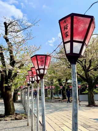Spring Visit to Mishima Taisha – A Cherry Blossom Delight