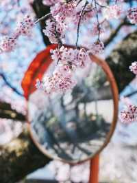 Mitsuzo-in Temple Cherry Blossoms– Kyoto’s Best-Kept Mountain Sakura Secret