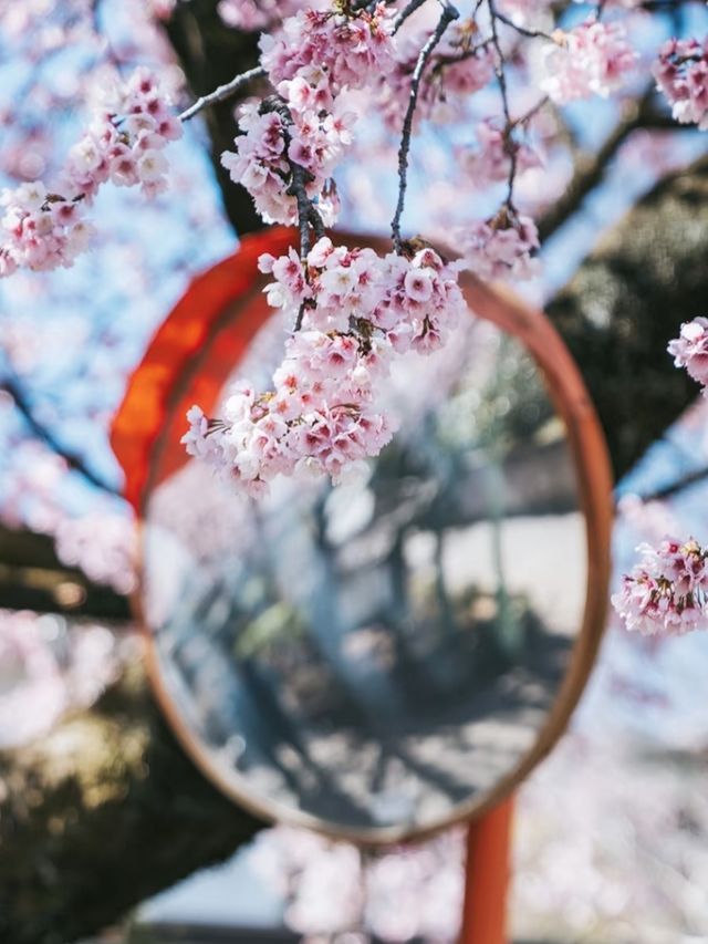 Mitsuzo-in Temple Cherry Blossoms– Kyoto’s Best-Kept Mountain Sakura Secret