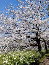荒子川公園-綿延不斷的櫻花樹，形成了一條壯觀的櫻花道