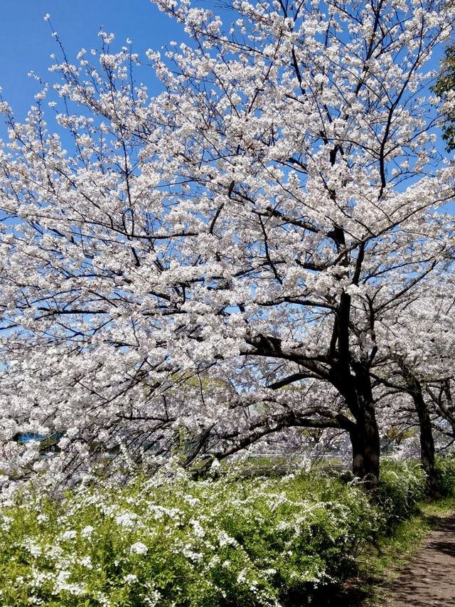 荒子川公園-綿延不斷的櫻花樹，形成了一條壯觀的櫻花道