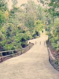 My Wild (& Slightly Sweaty) Adventure in Sandakan Rainforest Park 🌿🐒