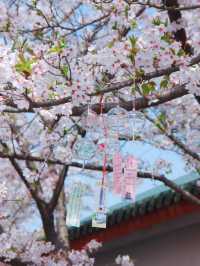 “Wuxi in Bloom: A Pink Reverie by the Lake”