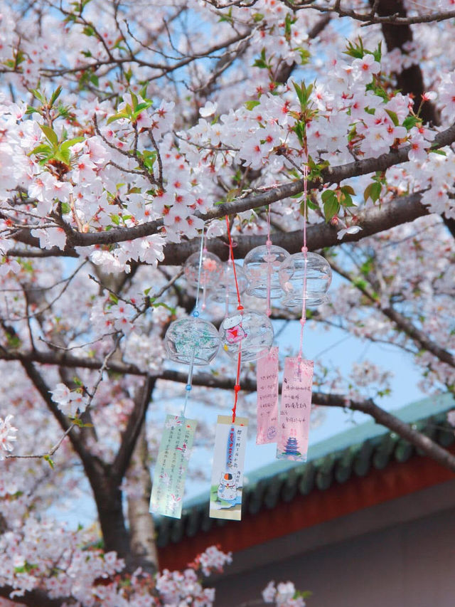 “Wuxi in Bloom: A Pink Reverie by the Lake”