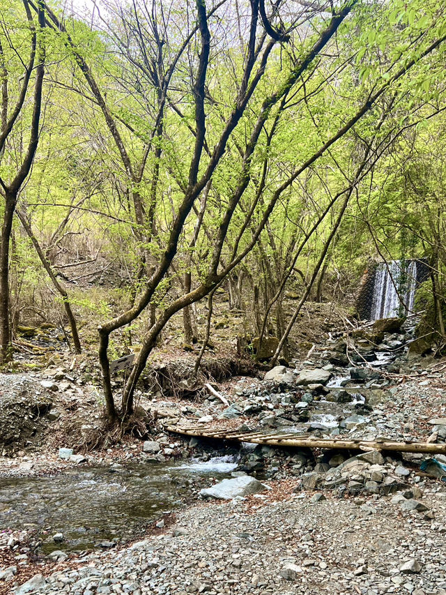 【神奈川】鍋割山⛰️