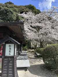 福岡🌸天開稻荷神社⛩️伴櫻花