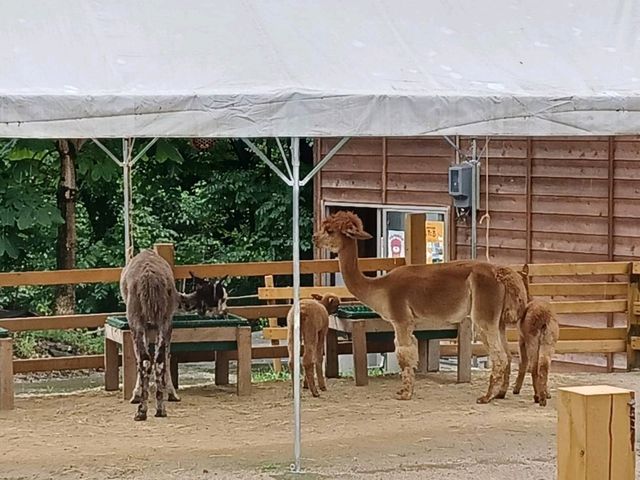 山古志アルパカ牧場でアルパカと触れ合おう！