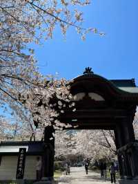 Cherry Blossoms Above the Clouds: Spring at Tenjoji Temple