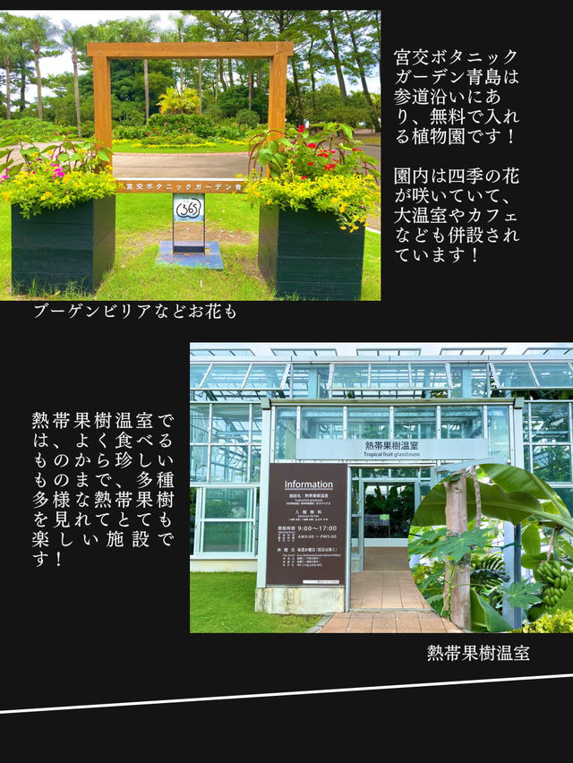 【神社ジャングル海まるごとパワースポットの島】青島