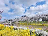 🇯🇵仙台櫻花 千櫻公園🌸🌼