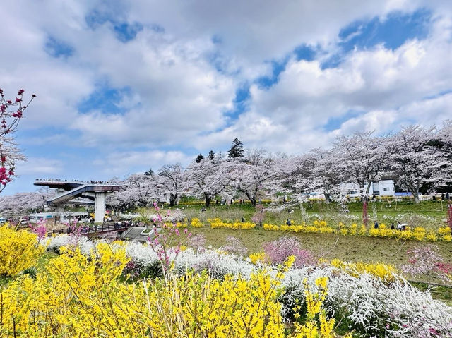 🇯🇵仙台櫻花 千櫻公園🌸🌼