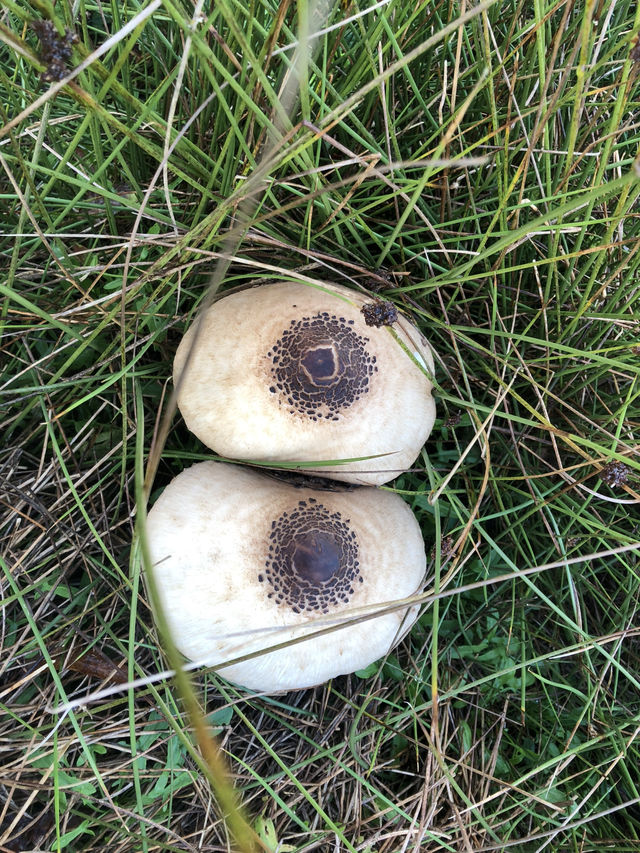 The most beautiful foraging spot for nature lovers