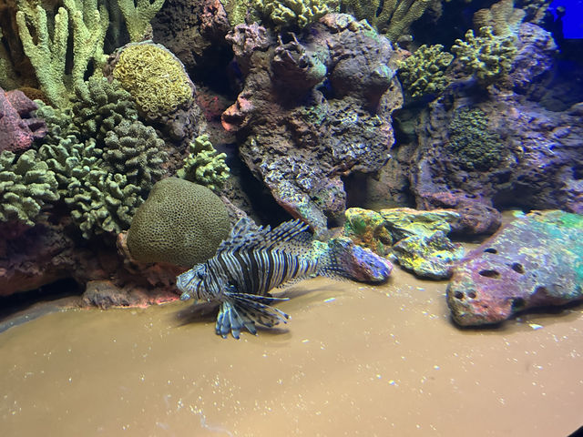 ไปดูปลาที่พิพิธภัณฑ์สัตว์น้ำเซี่ยงไฮ้กัน 🐠