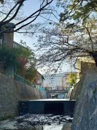 【兵庫/西宮】桜の名所