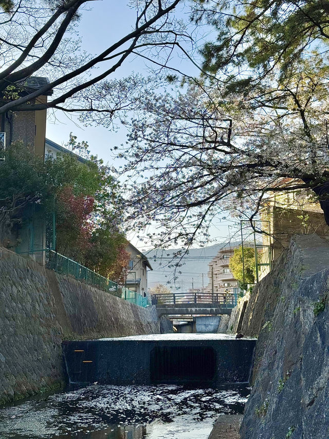 【兵庫/西宮】桜の名所