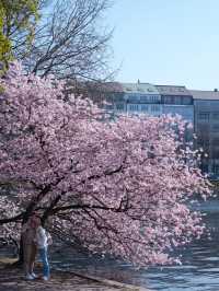 🇩🇪Hanami in Hamburg — Cherry Blossom Magic by Alster Lake