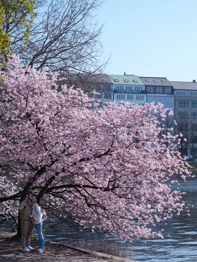 🇩🇪Hanami in Hamburg — Cherry Blossom Magic by Alster Lake