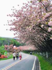 🌳 Jubao Mountain Park: A Hidden Gem in Nanjing 🌸