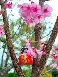 大阪勝尾寺🧧人氣祈福🙏，打卡寺院