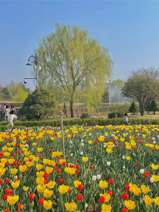 봄은 튤립의 계절 🌷🌷