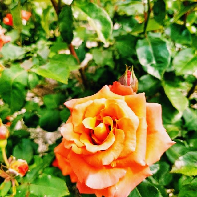 🌹 Hitachi Rose Garden: A Blooming Jewel in Ibaraki, Japan