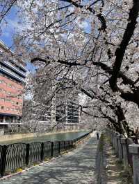 Fukuoka in blooms of Cherry Blossoms
