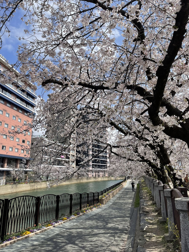 Fukuoka in blooms of Cherry Blossoms