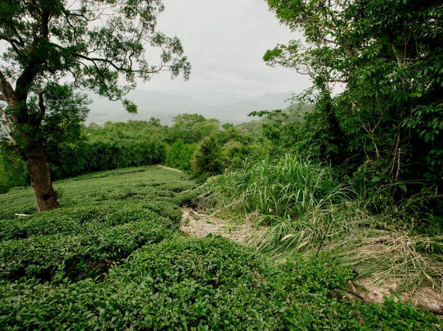 坪林烏窟子山欣賞梯田式的茶園美景