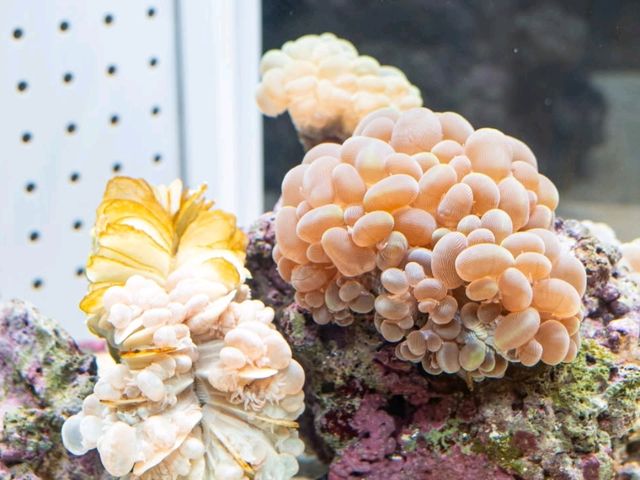 ยก Aquarium มาไว้บนตึกบนใจกลางเมือง Sapporo 