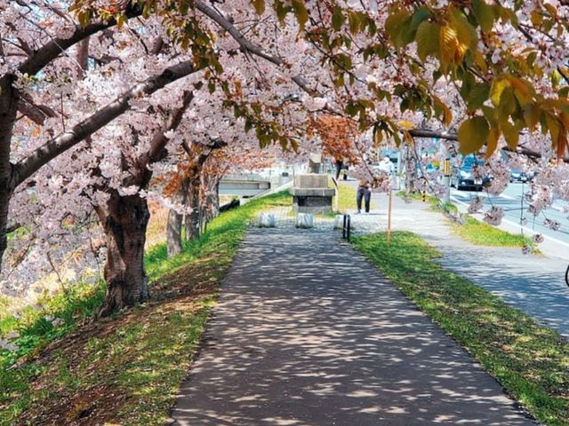 騎單車賞櫻花---札幌新川十字街公園