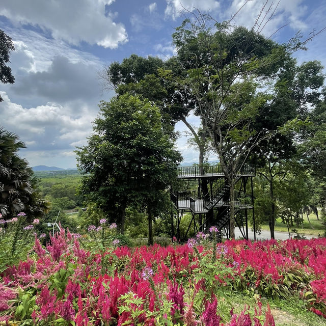 Songkhla Flower Farm สวนดอกไม้แห่งแรกในสงขลา