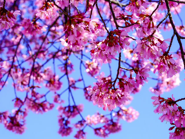 Macon: America’s Cherry Blossom Capital