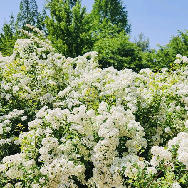 Exploring the Hanbat Arboretum