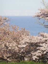 Cherry Blossom Dreams in Otaru, Hokkaido