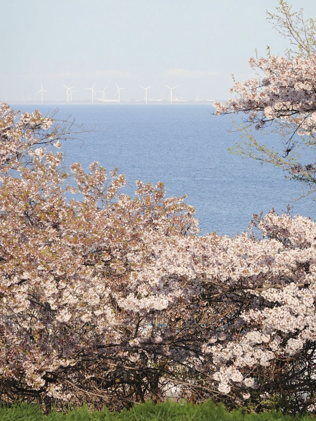 Cherry Blossom Dreams in Otaru, Hokkaido