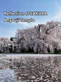 Reflection of Sakura : Anyouji Temple, Matsumoto