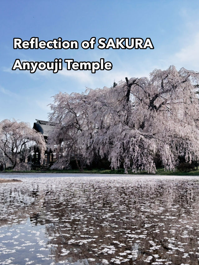 Reflection of Sakura : Anyouji Temple, Matsumoto