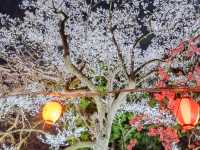 仙台市中心賞櫻好去處---榴岡公園，白天晚上都很夢幻！