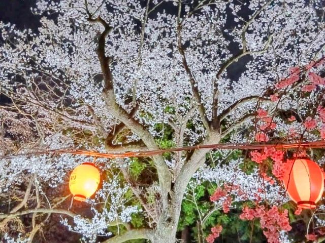 仙台市中心賞櫻好去處---榴岡公園，白天晚上都很夢幻！